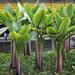 Typhonodorum lindleyanum - Photo (c) Mauricio Mercadante, μερικά δικαιώματα διατηρούνται (CC BY-NC-SA)