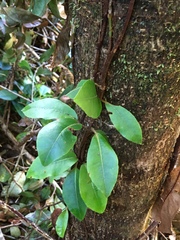 Hydrangea serratifolia