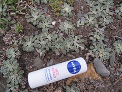 Trichocline dealbata