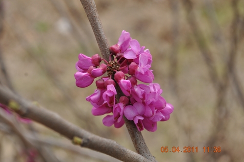 Cercis chinensis