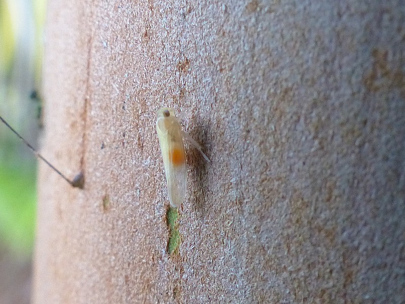 Meenocixius