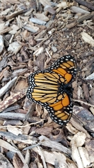 Danaus plexippus