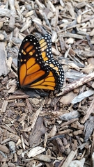 Danaus plexippus