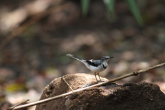 Motacilla clara