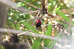 Hypargos niveoguttatus