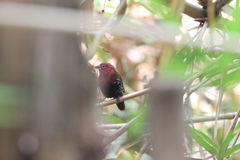 Hypargos niveoguttatus