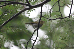 Phylloscopus ruficapilla