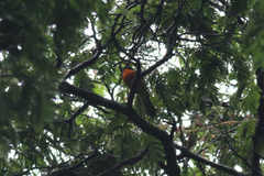 Telophorus nigrifrons