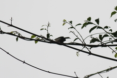 Apalis melanocephala