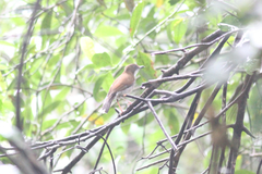 Chamaetylas choloensis