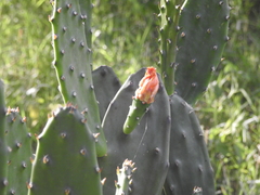 Opuntia bonaerensis