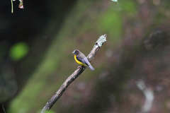 Ploceus bicolor