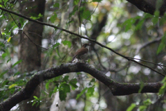 Chamaetylas choloensis