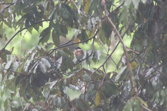 Batis dimorpha dimorpha