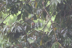 Batis dimorpha dimorpha