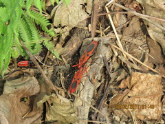 Macrocheraia grandis