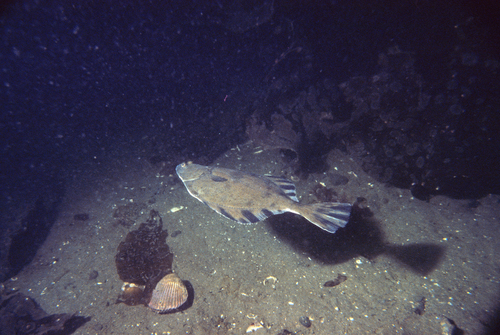 Starry Flounder