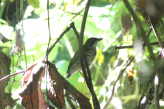 Chamaetylas choloensis