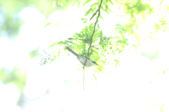 Apalis melanocephala