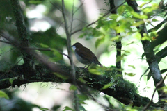 Chamaetylas choloensis