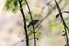 Apalis melanocephala