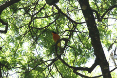 Telophorus nigrifrons