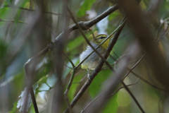 Phylloscopus ruficapilla