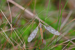 Tipula scripta