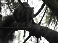 Callosciurus erythraeus