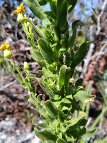Image of Chrysopsis delaneyi by (c) Scott Ward, some rights reserved (CC BY)