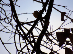 Todirostrum cinereum