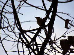 Todirostrum cinereum