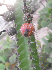 Stenocereus standleyi
