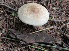 Agaricales