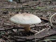 Agaricales