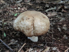 Agaricales