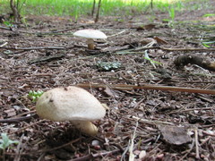 Agaricales