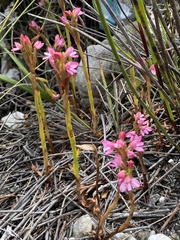 Disa vaginata