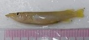 Philippine halfbeak (Nomorhamphus philippinus) — Zenarchopteridae