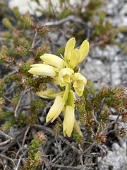 Orthochilus tabularis