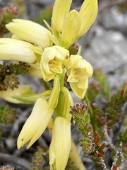 Orthochilus tabularis