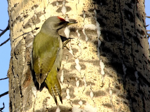 Grey-headed Woodpecker (Picus canus)