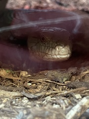 Tiliqua