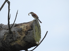 Lanius collurioides