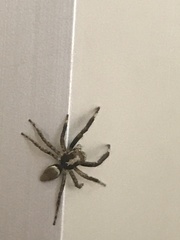 Asaphobelis physonychus