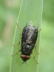 Odontomyia tigrina