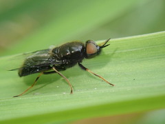 Odontomyia tigrina