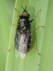 Odontomyia tigrina