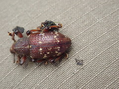 Hylobius transversovittatus