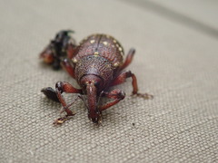 Hylobius transversovittatus